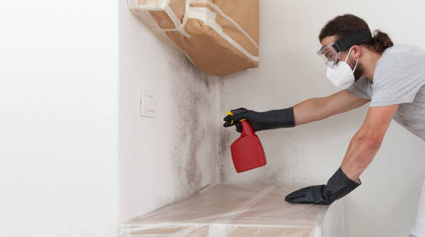 Professional Mold Removal technician working in Selden, NY